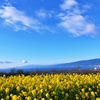 菜の花と海