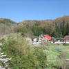 今日の埴原城です。　ソメイヨシノは8分咲き、枝垂れ桜は開花です。（過去の日記記事）