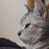 亡くなった猫が、ほんとうは何を感じていたのか知りたいと思ったら