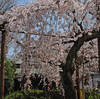 長建寺の枝垂桜（糸桜）が満開