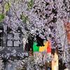 隠れた名所「六角堂（頂法寺）」御幸桜の見頃は？2025年開花状況と見どころを紹介｜お地蔵さん、十六羅漢、しだれ桜、拝観料、所要時間（京都府京都市中京区）