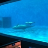 イルカの仔もスイスイ　イオワールドかごしま水族館