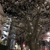 ＃桜前線　＃　夜桜　＃ムサシノプレイス　＃桜のトンネル