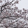 Cherry blossoms are blooming！/ Art&Architecture＃351