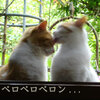 高め窓の猫6.