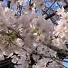 富士森公園の桜は満開ですよ〜