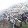 まだまだ桜