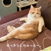 雨田甘夏、ダイエッターです。【猫と減量と褒められ事情】