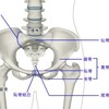 骨盤トレーニング