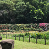 市川市動植物園（大町公園）のバラ園です。ちょうど良い時期に行きました。