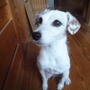 ひなたごっこ〜19歳！ジャックラッセルテリアひなたとの日々  