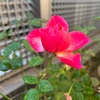 ミナミを歩いて旅情にひたった