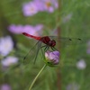 花のほほえみ