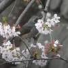 鳥も木から落ちるとは？！ずっこけヒヨドリとメジロ