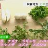 「春の七草」出荷ピーク