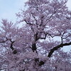 　奥琵琶湖の桜