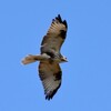 東京都立野鳥公園