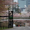 東京六本木桜めぐり⑧花の咲く街角編『東京ミッドタウン六本木』