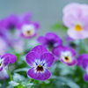 大寒の日の庭の花