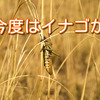 今度は蝗害かも