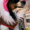 阿見プレミアムアウトレットで愛犬とショッピング