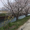 桜(全てはコロナのせい)