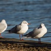 公園の野鳥達（１２月１２日）