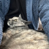 体調がいまいち