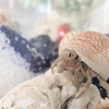 【ヤドカリに会いたい！汚い海　綺麗な海　どこにいる？】ヤドカリ　海の生物　子供に人気　海遊び　旅行　夏　