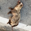 狸が死んでた。