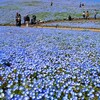 国営ひたち海浜公園にネモフィラの花を見に行ってまいりました。