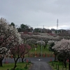 習志野　梅林園　その二十三