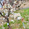   月ヶ瀬梅園　(奈良県)モヤモヤな日