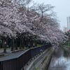 親水公園の桜並木