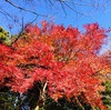 箱根・強羅で日帰り温泉、そして紅葉。