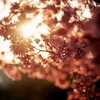 ご近所の桜 2