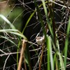 ルリオーストラリアムシクイ(Superb Fairy-wren)