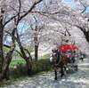 東北三大桜スペシャル♪