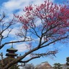 池上の梅は、何分咲き？