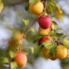 紅の八しほの衣朝な朝な･･･巻第11-2623～2626