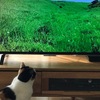 テレビっ子（ねこ）。