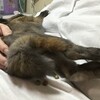 うさぎと思えぬお姿