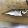 アジが釣れて良かった