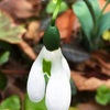 スノードロップの花
