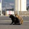 地元漁港のねこさん