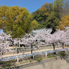 【ソロ活】うどんと花見