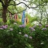 花と神社があれば何もいらない②　～　福津市・宮地嶽神社