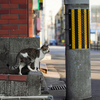 近隣繁華街のねこさん