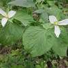 北大植物園散策　花めぐり