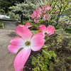 （紹介：植物）新宿中央公園じゃぶじゃぶ池のところにあるハナミズキの花々を紹介します